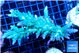 Acropora green & purple tip 7-11 cm WYSIWYG acclimaté