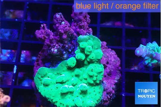 Acropora green damaged 2-3 cm WYSIWYG acclimaté