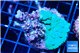 Acropora green damaged 2-3 cm WYSIWYG acclimaté