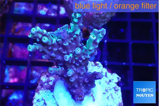Acropora Walt Disney 3-4 cm WYSIWYG acclimaté