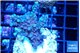 Acropora Walt Disney 3-4 cm WYSIWYG acclimaté