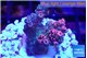 Acropora hyacintus pink 2-4 cm WYSIWYG acclimaté