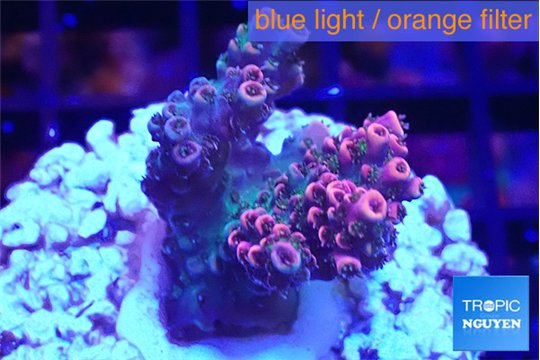 Acropora hyacintus pink 2-4 cm WYSIWYG acclimaté