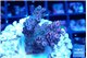 Acropora hyacintus pink 2-4 cm WYSIWYG acclimaté