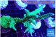 Acropora green & purple tip 7-10 cm WYSIWYG acclimaté