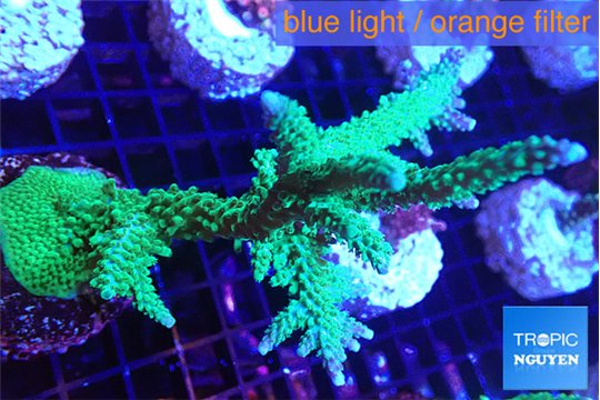 Acropora green & purple tip 7-10 cm WYSIWYG acclimaté