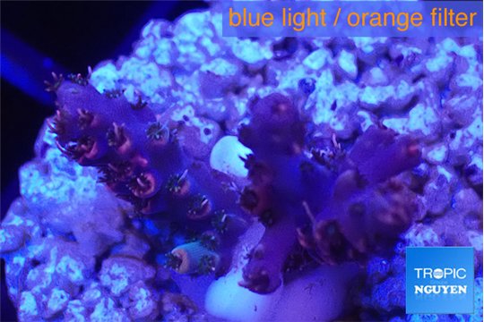 Acropora purple pink 2-3 cm WYSIWYG acclimaté