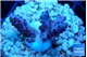 Acropora purple pink 2-3 cm WYSIWYG acclimaté