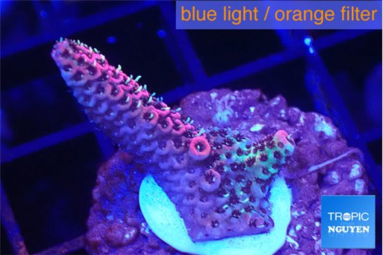 Acropora hyacintus pink 2-4 cm WYSIWYG acclimaté