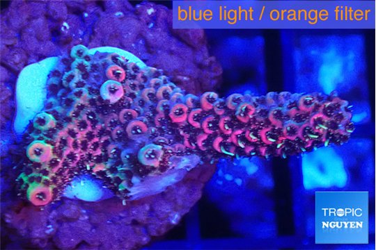 Acropora hyacintus pink 2-4 cm WYSIWYG acclimaté