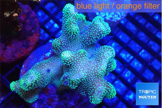 Stylophora green 7-10 cm WYSIWYG acclimaté