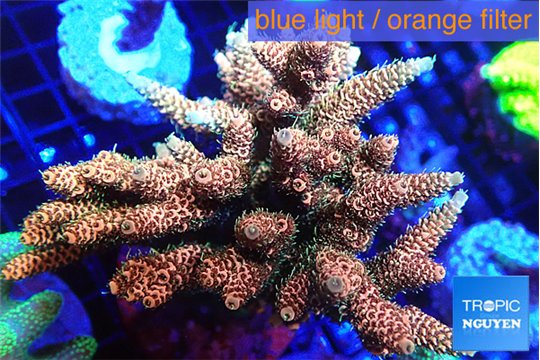 Acropora mango 7-12 cm WYSIWYG acclimaté