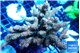 Acropora mango 7-12 cm WYSIWYG acclimaté