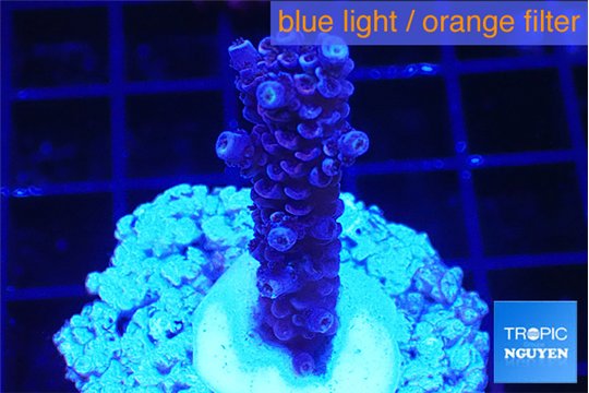 Acropora Walt Disney 2-4 cm WYSIWYG acclimaté