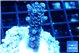 Acropora Walt Disney 2-4 cm WYSIWYG acclimaté