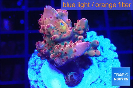 Acropora cherry pop 2-4 cm WYSIWYG acclimaté