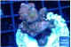 Acropora cherry pop 2-4 cm WYSIWYG acclimaté