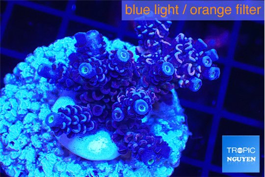 Acropora Walt Disney 3-4 cm WYSIWYG acclimaté