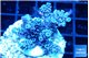 Acropora Walt Disney 3-4 cm WYSIWYG acclimaté