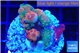 Acropora cherry pop 2-4 cm WYSIWYG acclimaté