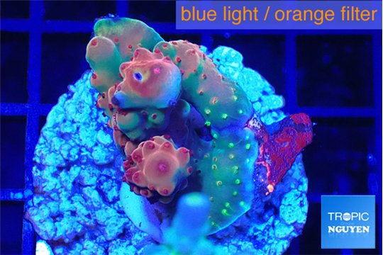 Acropora cherry pop 2-4 cm WYSIWYG acclimaté