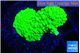 Acropora neon green 2-4 cm WYSIWYG acclimaté