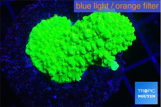 Acropora neon green 2-4 cm WYSIWYG acclimaté