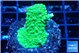 Acropora neon green 2-4 cm WYSIWYG acclimaté