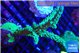 Acropora green & purple tip 6-8 cm WYSIWYG acclimaté