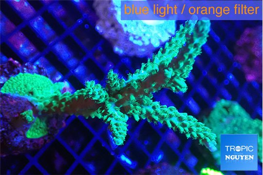Acropora green & purple tip 6-8 cm WYSIWYG acclimaté