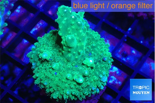 Acropora green & purple tip 3-5 cm WYSIWYG acclimaté