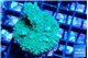 Acropora green & purple tip 3-5 cm WYSIWYG acclimaté
