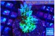 Acropora green blue ice Fijii 3-5 cm WYSIWYG acclimaté