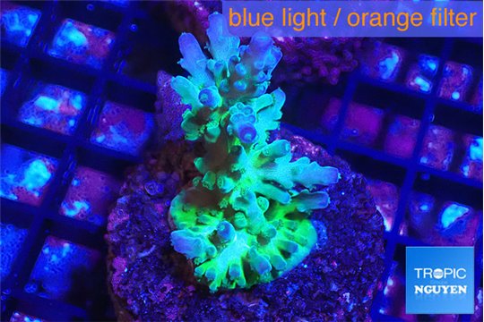 Acropora green blue ice Fijii 3-5 cm WYSIWYG acclimaté