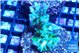 Acropora green blue ice Fijii 3-5 cm WYSIWYG acclimaté