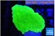 Montipora green cap 2-3 cm WYSIWYG acclimaté