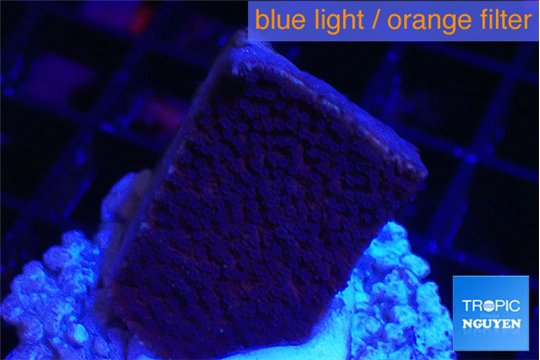 Montipora purple cap 2-3 cm WYSIWYG acclimaté