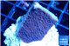 Montipora purple cap 2-3 cm WYSIWYG acclimaté