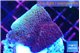 Montipora purple cap 2-3 cm WYSIWYG acclimaté