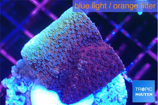Montipora purple cap 2-3 cm WYSIWYG acclimaté