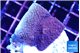 Montipora purple cap 2-3 cm WYSIWYG acclimaté