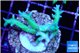 Seriatopora hystrix golden 3-5 cm WYSIWYG acclimaté