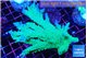 Acropora green ice 6-8 cm WYSIWYG acclimaté