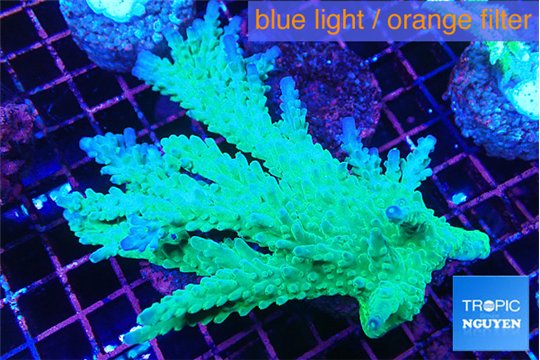 Acropora green ice 6-8 cm WYSIWYG acclimaté