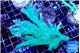 Acropora green ice 6-8 cm WYSIWYG acclimaté