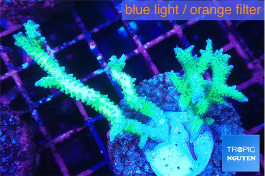 Seriatopora hystrix golden 3-5 cm WYSIWYG acclimaté