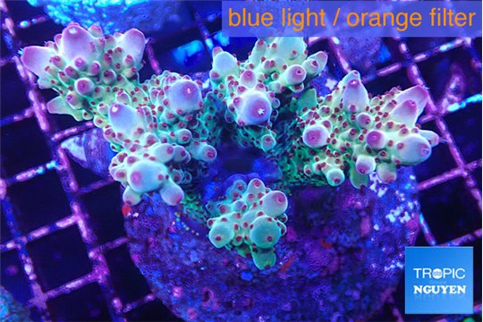 Acropora lilas 7-11 cm WYSIWYG acclimaté