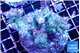 Acropora lilas 7-11 cm WYSIWYG acclimaté
