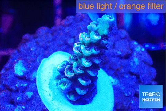 Acropora Walt Disney 1-3 cm WYSIWYG acclimaté