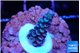 Acropora Walt Disney 1-3 cm WYSIWYG acclimaté